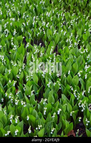 Field of endless white flowers and green leaves Foto Stock