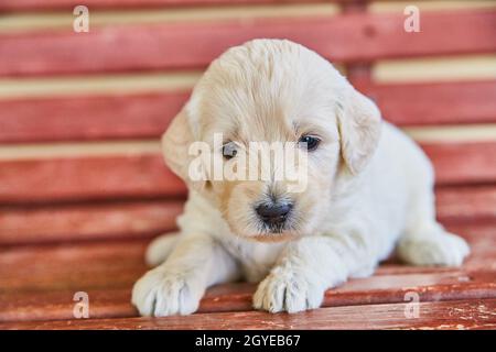 Carino cucciolo bianco dorato su panca rossa Foto Stock