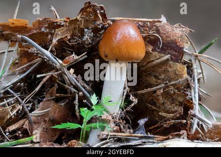 Primo piano di un fungo grisetta tra aghi di pino e muschio Foto Stock