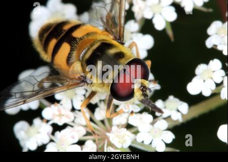 Hoverfly, Myathropa florea, sulla fioritura di una carota selvatica Foto Stock