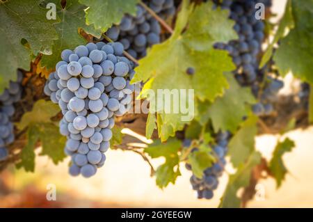 Splendidi e lussureggianti cespugli d'uva nel vigneto Foto Stock