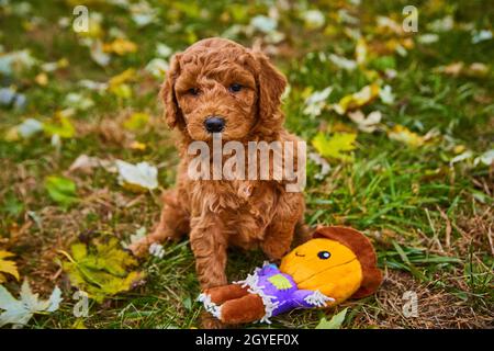 Cucciolo di goldendoodle scuro nel campo delle foglie di caduta accanto al giocattolo di mastice di zucca Foto Stock