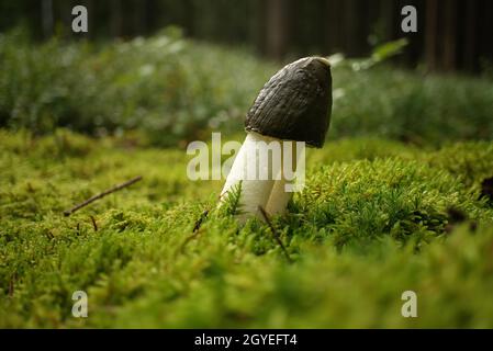 Fungo selvatico del phallus impudicus che cresce su muschio verde lussureggiante in una foresta, vista ad angolo basso. Phallus impudicus, noto come il comune stinkhorn Foto Stock