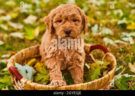 Puppy marrone chiaro e curly goldendoodle in cesto tessuto riempito con foglie di caduta Foto Stock