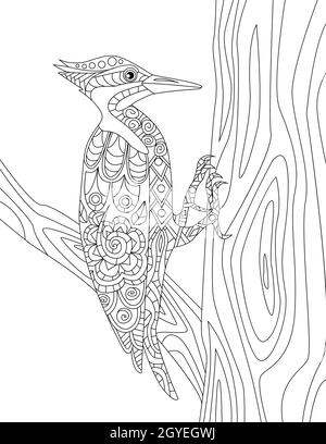 Woodpecker su Un tronco di albero cercando di creare Un disegno di linea incolore del foro. Foto Stock