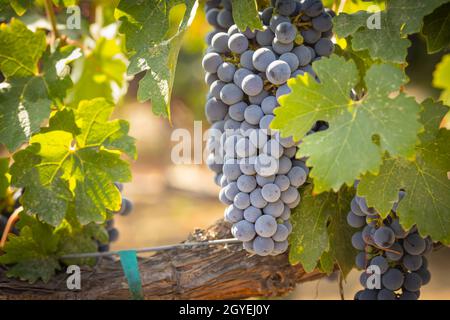 Splendidi e lussureggianti cespugli d'uva nel vigneto Foto Stock