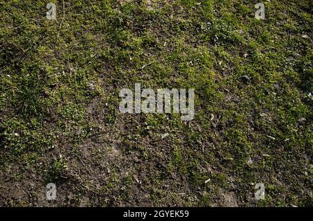 L'erba primaverile si sta rompendo Foto Stock