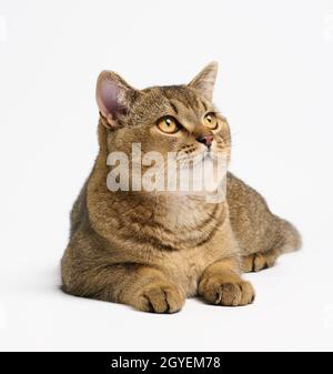 Adulto grigio Scottish diritto gatto chinchilla giace su uno sfondo bianco, l'animale guarda Foto Stock