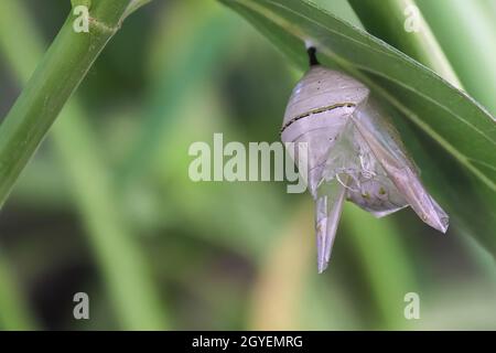 Macro di un crisali usato da una farfalla monarca. Foto Stock
