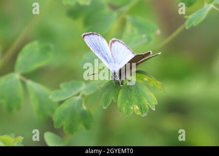 Primo piano di una farfalla argentata di Gossamer blu. Foto Stock