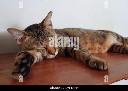 Ritratto vicino di adorabile gatto tabby maschile rilassante e dormire comodamente sulla mensola. Foto Stock