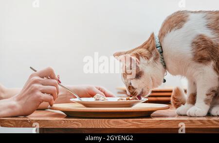 Piccolo gatto bianco e marrone che mangia dal piatto sul tavolo con resti di pollo, donna mano con forchetta altro lato. Foto Stock