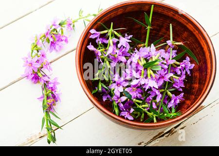 Ivan tè in un ciotola.fiore salice erba in medicina di erbe.medicativo fiore sally Foto Stock