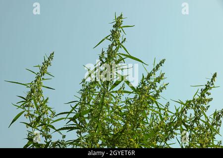 Primo piano su cannabis fresca verde o canapa in fiore sul cielo blu, foglie, germogli e fiori, vista ad angolo basso Foto Stock