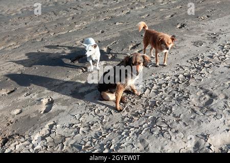 Cani in piedi a terra. Animali randagi sulla costa Foto Stock