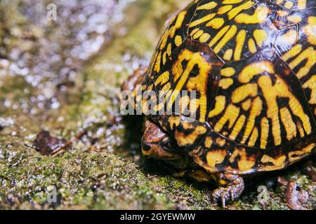 Bella tartaruga con guscio giallo e nero che si nasconde su rocce bagnate Foto Stock