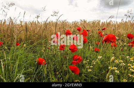 Bella papavero rosso fiori rhoeas papaver in un campo di grano dorato Foto Stock