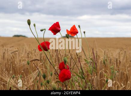 Bella papavero rosso fiori rhoeas papaver in un campo di grano dorato Foto Stock