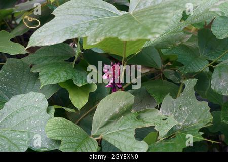 Impianto di kudzu (Pueraria montana). Foto Stock