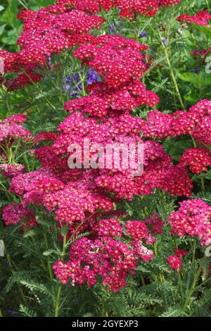 Yarrow (Achillea millefolium). Chiamato Yarrow comune, pianta di Nosebleed, pepe dell'uomo anziano, ortica del diavolo, Sanguinary e Milfoil anche. Foto Stock