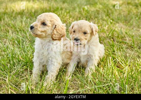 Coppia di adorabili cuccioli di Goldendoodle in erba Foto Stock