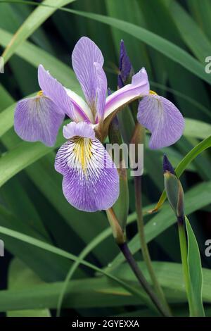 Gerald Derby windermere iris (Iris 'Gerald Derby'). Ibrido tra Iris versicolor e Iris virginica. Foto Stock