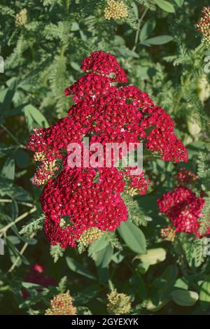 Yarrow (Achillea millefolium). Chiamato Yarrow comune, pianta di Nosebleed, pepe dell'uomo anziano, ortica del diavolo, Sanguinary e Milfoil anche. Foto Stock