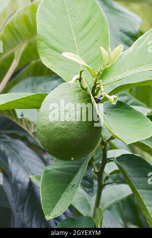 Il limone di meraviglia americano (Citrus x piriformis). Chiamato anche il limone di Skieriewice. Un altro nome botanico è Citrus limon 'Ponderosa'. Ibrido tra pom Foto Stock