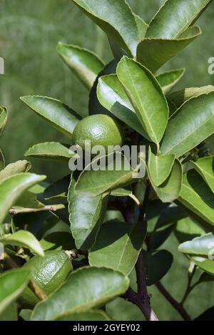 Bearss lime persiana (Citrus x latifolia 'Bearss Lime'). Chiamato anche calce senza cedro e tiglio Tahiti. Ibrido tra calce chiave (Citrus x aurantifolia) e. Foto Stock