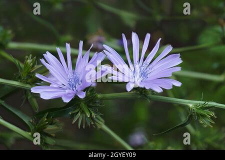 Cicoria comune (Cichorium intybus). Chiamato Daisy blu, dente di leone blu, marinai blu, erbacce blu, Bunk, Coffeweed, Hendibeh, Horseweed, marinai frastagliati, Foto Stock