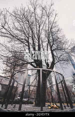 Survivor albero che resisteva 9.11. Attacchi al WTC Memorial Plaza, National September 11 Memorial, Manhattan, New York, Stati Uniti d'America. Foto Stock