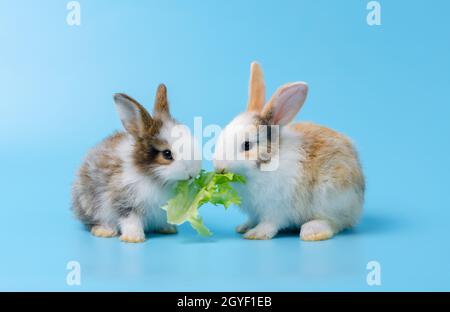 Due adorabili conigli o conigli di neonati che mangiano verdure di lattuga verde insieme su sfondo blu. Alimentazione animale domestico con verdure Foto Stock