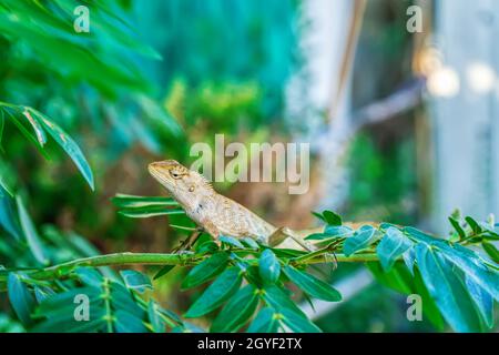 I camaleonti sull'albero in uno sfondo naturale. Foto Stock