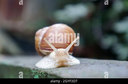 Grande lumaca da giardino strisciante con guscio a strisce. Un grande mollusco bianco con un guscio a strisce marrone. Giorno estivo in giardino. Borgogna, lumaca romana wi Foto Stock