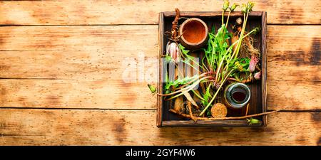 Bottiglia con tintura di dente di leone.Taraxacum, piante medicinali.radice di dente di leone. Foto Stock