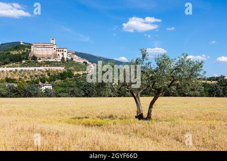 Olivi nel villaggio di Assisi in Umbria, Italia. La città è famosa per la più importante Basilica di San Francesco d'Italia (Basilica di San Francesco) Foto Stock