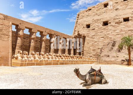 Un cammello vicino al Viale di Rams, il Tempio di Amun a Karnak, Luxor, Egitto. Foto Stock