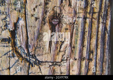 Tessitura di legno chiaro che è vecchio e pieno di nodi scuri Foto Stock
