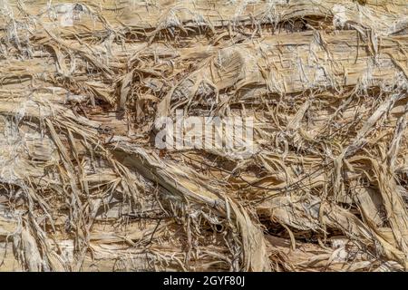 Full frame astratto fessurò superficie in legno primo piano Foto Stock