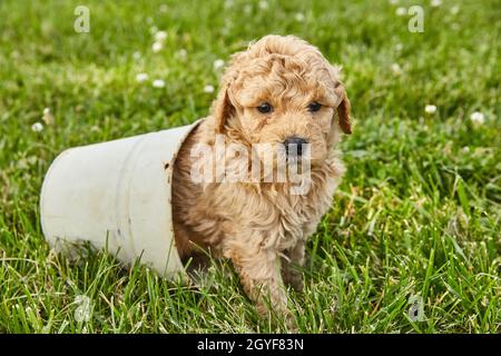 Adorabile cucciolo di Goldendoodle seduto all'interno di un piccolo vaso Foto Stock