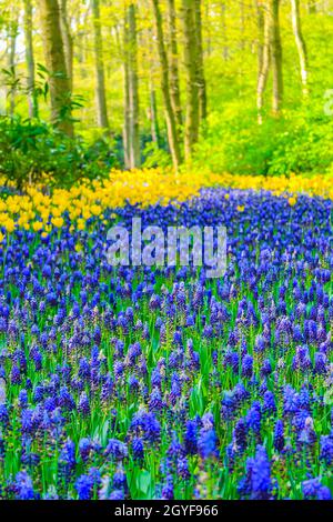 Coloratissimi campanili blu uva giacinto Muscari armeniacum e tulipani e narcisi gialli in Keukenhof a Lisse Sud Olanda Paesi Bassi Foto Stock