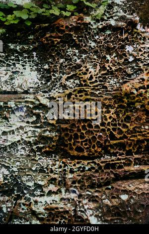 Trama di pietra ricoperta di lichene e con piccoli fori Foto Stock