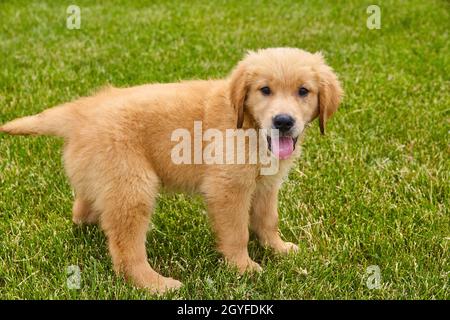 Marrone cucciolo di recupero dorato che ansima in erba verde Foto Stock