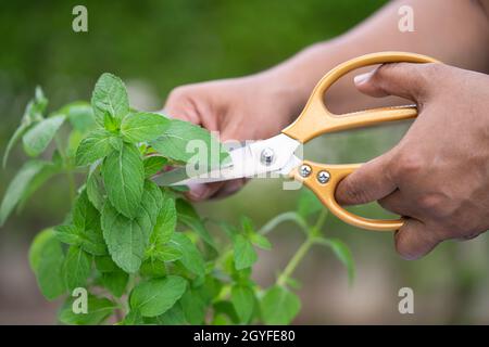 Donna cura e piante in crescita, concetto di giardino domestico, potatura ornamentale Foto Stock