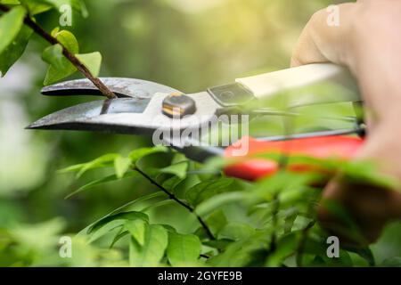 Giardiniere asiatico Pruning cesoia albero per tagliare rami su natura vegetale. Hobby piantare giardino di casa. Foto Stock