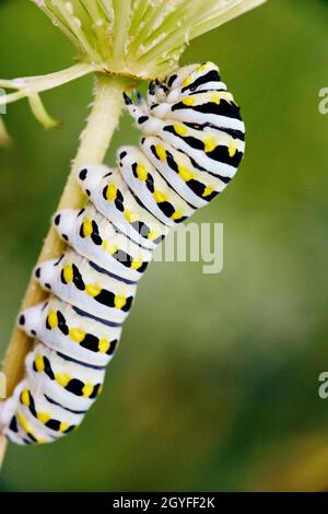 Stelo da arrampicata colorato bianco, giallo e nero caterpillar Foto Stock