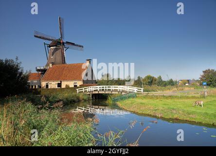 Windmill De Rat sotto un cielo blu chiaro nella città IJlst nella provincia olandese Frisia Foto Stock