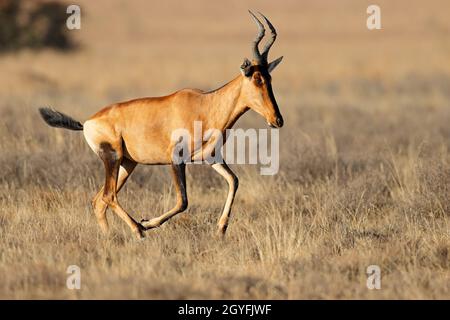 Un rosso più intenso (Alcelaphus buselaphus) che corre in prateria, Parco Nazionale di montagna Zebra, Sudafrica Foto Stock