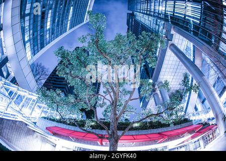 Grande albero torreggiante nel cuore del quartiere degli affari. Luogo di ripresa: Area metropolitana di Tokyo Foto Stock