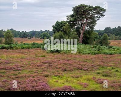 Vista su brughioli e boschi presso lo Skipwith Common National Nature Reserve, North Yorkshire, Inghilterra Foto Stock